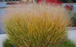 Prairie Sky Red Switch Grass (Panicum Virgatum) - 6 Pack Of 1 Gallon Pots 12 Prairie Sky Red Switch Grass (Panicum Virgatum) - 6 Pack Of 1 Gallon Pots -Garden Wisp Sales Store panicum virgatum prairie sky switch grass 5
