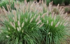 Etouffee Hardy Fountain Grass (Pennisetum Alopecuroides) - 1 Gallon Pot -Garden Wisp Sales Store pennisetum alopecuroides etouffee fountain grass 4