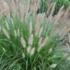 Etouffee Hardy Fountain Grass (Pennisetum Alopecuroides) - 1 Gallon Pot