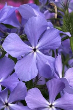 Blue Moon Woodland Phlox - 1 Gallon Pot -Garden Wisp Sales Store phlox divaricata blue moon woodland phlox 3