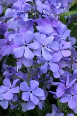 Blue Moon Woodland Phlox - 1 Gallon Pot -Garden Wisp Sales Store phlox divaricata blue moon woodland phlox 4