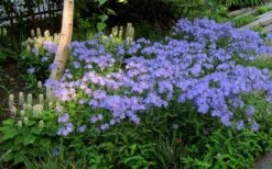 Blue Moon Woodland Phlox - 1 Gallon Pot -Garden Wisp Sales Store phlox divaricata blue moon woodland phlox 7