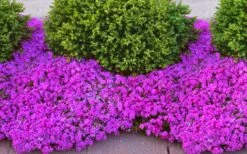 Drummond's Pink Creeping Phlox - 6 Pack Of 1 Gallon Pots -Garden Wisp Sales Store phlox subulata drummonds pink creeping 1
