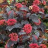 Ginger Wine Ninebark (Physocarpus) - 3 Gallon Pot