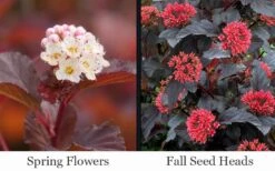 Ginger Wine Ninebark (Physocarpus) - 3 Gallon Pot -Garden Wisp Sales Store physocarpus ginger wine ninebark 5