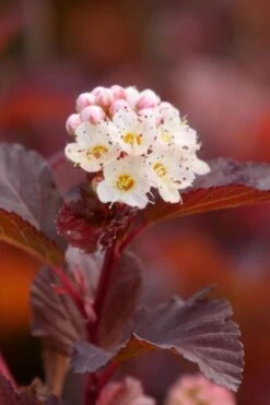 Ginger Wine Ninebark (Physocarpus) - 3 Gallon Pot -Garden Wisp Sales Store physocarpus ginger wine ninebark 6