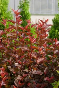 Ginger Wine Ninebark (Physocarpus) - 3 Gallon Pot -Garden Wisp Sales Store physocarpus ginger wine ninebark 7