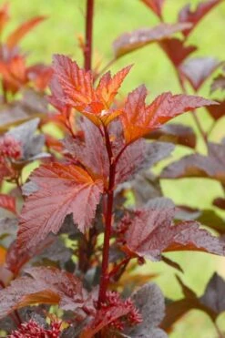 Ginger Wine Ninebark (Physocarpus) - 3 Gallon Pot -Garden Wisp Sales Store physocarpusginger wine ninebark 1