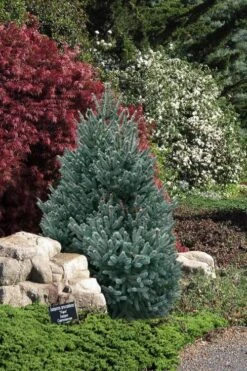Blue Teardrop White Spruce (Picea Glauca) - 5 Gallon Pot -Garden Wisp Sales Store picea glauca blue teardrop white spruce 2