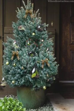 Blue Teardrop White Spruce (Picea Glauca) - 5 Gallon Pot -Garden Wisp Sales Store picea glauca blue teardrop white spruce 320copy