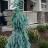 Slenderina Weeping Colorado Blue Spruce - 1 Gallon Pot