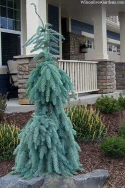 Slenderina Weeping Colorado Blue Spruce - 1 Gallon Pot