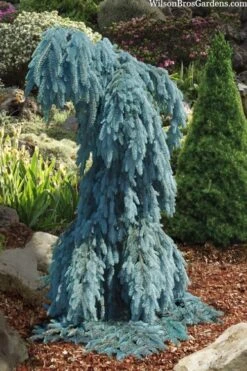 Slenderina Weeping Colorado Blue Spruce - 5 Gallon Pot -Garden Wisp Sales Store picea pungens glauca slenderina pendula weeping colorado spruce 4 1