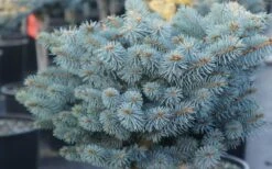 Dwarf Globe Blue Spruce (Picea Pungens 'Globosa') - 2 Gallon Pot -Garden Wisp Sales Store picea pungens globosa dwarf globe blue spruce 2