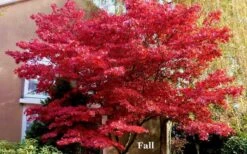 Red 'N Summer Japanese Maple - Acer Palmatum 'Hefner's Red' - 1 Gallon Pot 12 Red 'N Summer Japanese Maple - Acer Palmatum 'Hefner's Red' - 1 Gallon Pot -Garden Wisp Sales Store picture japanese maple hefners red fall 1