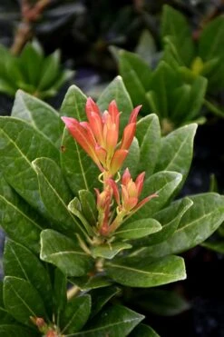 Southern Lady Pieris - 3 Gallon Pot -Garden Wisp Sales Store pieris japonica southern lady 2