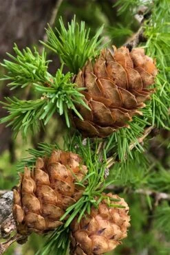 Shortleaf Rosemary Pine (Pinus Echinata) - 3 Gallon Pot -Garden Wisp Sales Store pinus echinata shortleaf rosemary pine 2