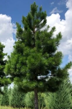 Shortleaf Rosemary Pine (Pinus Echinata) - 3 Gallon Pot -Garden Wisp Sales Store pinus echinata shortleaf rosemary pine 3