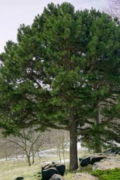 Shortleaf Rosemary Pine (Pinus Echinata) - 3 Gallon Pot