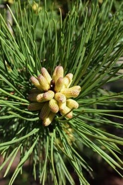 Shortleaf Rosemary Pine (Pinus Echinata) - 3 Gallon Pot -Garden Wisp Sales Store pinus echinata shortleaf rosemary pine 6