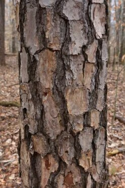 Shortleaf Rosemary Pine (Pinus Echinata) - 3 Gallon Pot -Garden Wisp Sales Store pinus echinata shortleaf rosemary pine 7