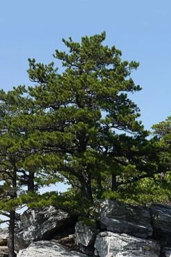 Table Mountain Pine Tree (Pinus Pungens) - 3 Gallon Pot -Garden Wisp Sales Store pinus pungens table mountain pine tree 1