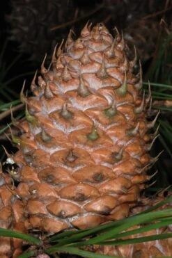 Table Mountain Pine Tree (Pinus Pungens) - 3 Gallon Pot -Garden Wisp Sales Store pinus pungens table mountain pine tree 11