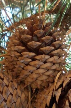 Table Mountain Pine Tree (Pinus Pungens) - 3 Gallon Pot -Garden Wisp Sales Store pinus pungens table mountain pine tree 12