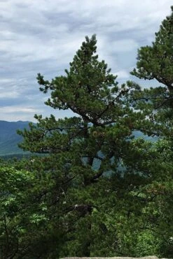 Table Mountain Pine Tree (Pinus Pungens) - 3 Gallon Pot -Garden Wisp Sales Store pinus pungens table mountain pine tree 2