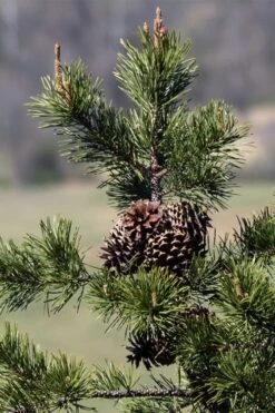 Table Mountain Pine Tree (Pinus Pungens) - 3 Gallon Pot -Garden Wisp Sales Store pinus pungens table mountain pine tree 4