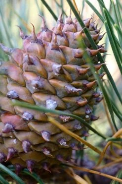 Table Mountain Pine Tree (Pinus Pungens) - 3 Gallon Pot -Garden Wisp Sales Store pinus pungens table mountain pine tree 6