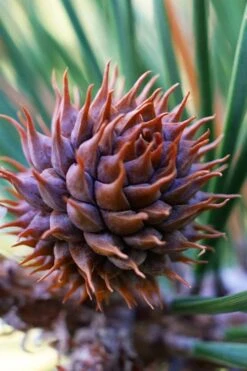 Table Mountain Pine Tree (Pinus Pungens) - 3 Gallon Pot -Garden Wisp Sales Store pinus pungens table mountain pine tree 7