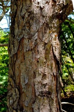 Table Mountain Pine Tree (Pinus Pungens) - 3 Gallon Pot -Garden Wisp Sales Store pinus pungens table mountain pine tree 9