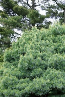 Blue Shag Eastern White Pine - 2 Gallon Pot -Garden Wisp Sales Store pinus strobus blue shag eastern white pine 12