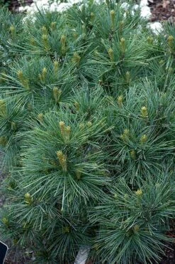 Blue Shag Eastern White Pine - 2 Gallon Pot -Garden Wisp Sales Store pinus strobus blue shag eastern white pine 13