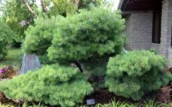 Blue Shag Eastern White Pine - 2 Gallon Pot -Garden Wisp Sales Store pinus strobus blue shag eastern white pine 4