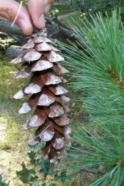 Eastern White Pine (Pinus Strobus) - 3 Gallon Pot -Garden Wisp Sales Store pinus strobus eastern white pine 2