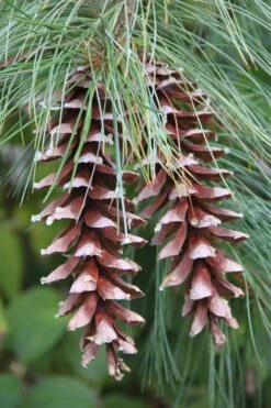 Eastern White Pine (Pinus Strobus) - 3 Gallon Pot -Garden Wisp Sales Store pinus strobus eastern white pine 3