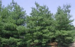 Eastern White Pine (Pinus Strobus) - 3 Gallon Pot -Garden Wisp Sales Store pinus strobus eastern white pine 6