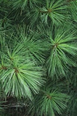 Eastern White Pine (Pinus Strobus) - 3 Gallon Pot -Garden Wisp Sales Store pinus strobus eastern white pine 7