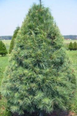 Eastern White Pine (Pinus Strobus) - 3 Gallon Pot -Garden Wisp Sales Store pinus strobus eastern white pine 8