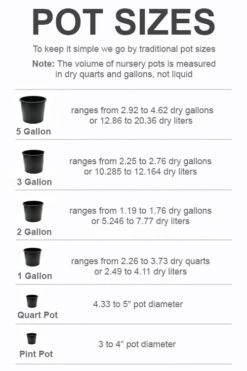 Rainbow Rhythym Going Bananas Daylily - 1 Gallon Pot -Garden Wisp Sales Store pot size chart 2022 255