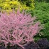 Pink Flowering Afghan Bush Cherry (Prunus Jacquemontii) - 3 Gallon Pot