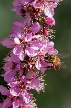 Pink Flowering Afghan Bush Cherry (Prunus Jacquemontii) - 3 Gallon Pot 8 Pink Flowering Afghan Bush Cherry (Prunus Jacquemontii) - 3 Gallon Pot -Garden Wisp Sales Store prunus jaquemonti afghan bush cherry 1