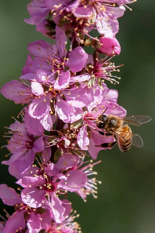 Pink Flowering Afghan Bush Cherry (Prunus Jacquemontii) - 3 Gallon Pot 4 Pink Flowering Afghan Bush Cherry (Prunus Jacquemontii) - 3 Gallon Pot - Image 4