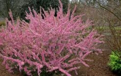 Pink Flowering Afghan Bush Cherry (Prunus Jacquemontii) - 3 Gallon Pot 9 Pink Flowering Afghan Bush Cherry (Prunus Jacquemontii) - 3 Gallon Pot -Garden Wisp Sales Store prunus jaquemonti afghan bush cherry 6
