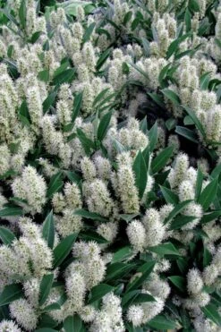 Otto Luyken English Laurel (Prunus Laurocersasus) - 1 Gallon Pot -Garden Wisp Sales Store prunus laurocerasus otto luyken laurel 1