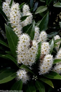 Otto Luyken English Laurel (Prunus Laurocersasus) - 1 Gallon Pot -Garden Wisp Sales Store prunus laurocerasus otto luyken laurel 3