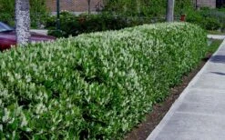 Otto Luyken English Laurel (Prunus Laurocersasus) - 1 Gallon Pot -Garden Wisp Sales Store prunus laurocerasus otto luyken laurel 4