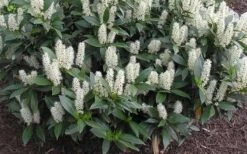 Zabel Laurel (Prunus Laurocersasus 'Zabeliana') - 6 Pack Of 1 Gallon Pots 9 Zabel Laurel (Prunus Laurocersasus 'Zabeliana') - 6 Pack Of 1 Gallon Pots -Garden Wisp Sales Store prunus laurocerasus zabeliana zabel cherry laurel 1